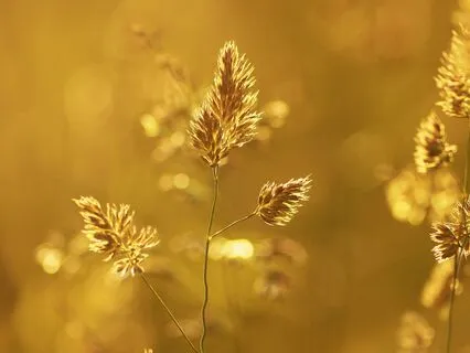 888 Hz Millionaire Angel Secret, Sanctus Opening Motif