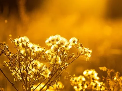 888 Hz Wealth Activation: Deep Alignment & Expansion