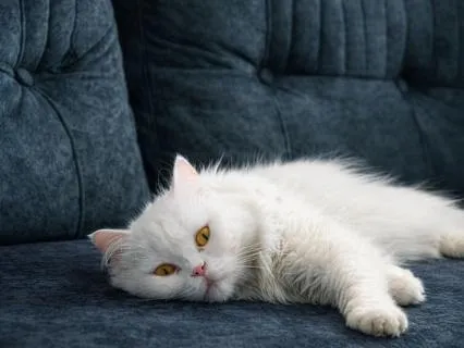 8h Deep Sleep: Relaxing Fireplace And Cat Purring Sound