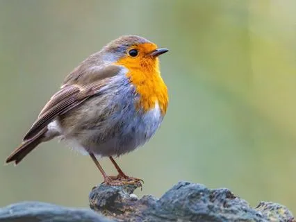 8-Hour Deep Into Nature Sleep Meditation