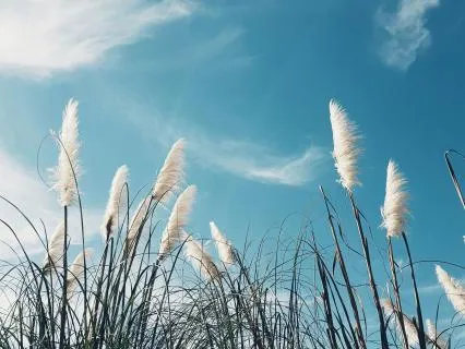 9 Clearing Rounds Breathwork For When You Need Clarity