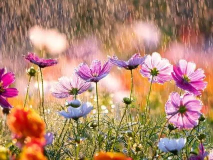 9 Hr Steady Rainfall & Pink Noise Deep Healing Miracle Tones