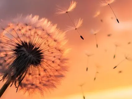 9+ Hrs Dreamy Whimsical Ambient Music for Healing Deep Sleep