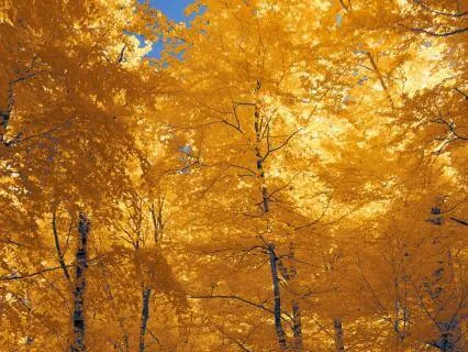 9. The Gold Within ~ Discover Abundance (Lac Virginis)