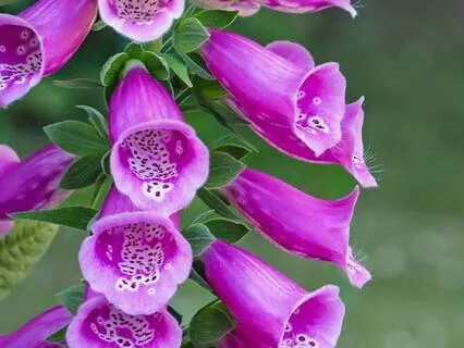 963 Hz Tibetan Singing Bowls & Wind — 1 Hour of Meditation