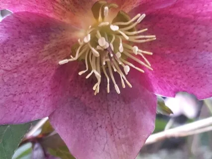 963Hz Buttress Force