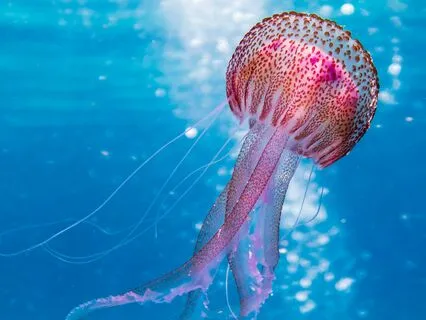 963hz Ethereal Ocean Soundscape