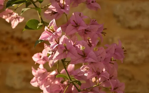 963Hz Pack Tuck (Solfeggio Frequency)