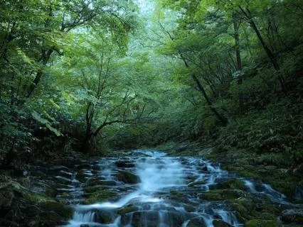 Sleep Support For IBS Relief