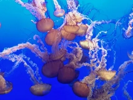 A 5-Minute Calming Pause