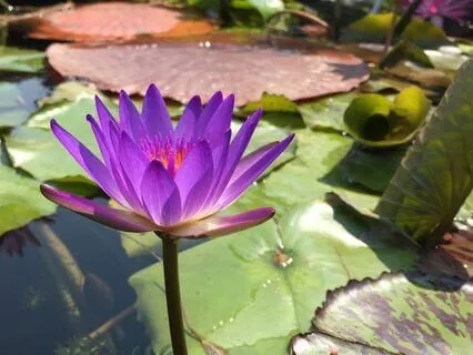 A 5-Minute Pause Practice