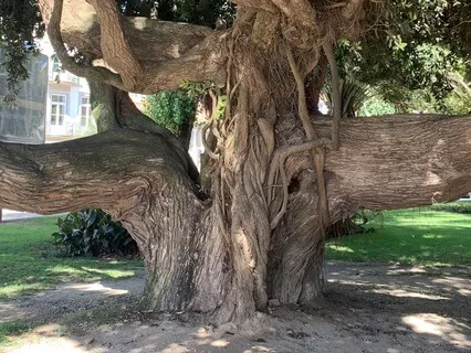 A Árvore - Enraizar