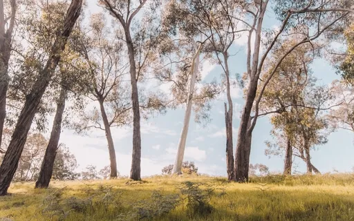 A Balm For Health & Healing