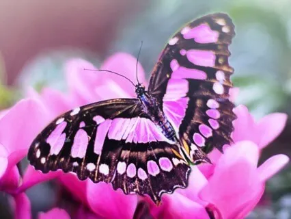 A Beautiful Day To Be A Butterfly