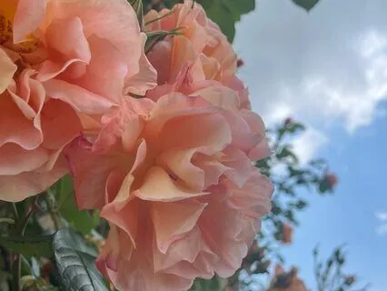 Shedding Thorns: A Journey To Self-Compassion