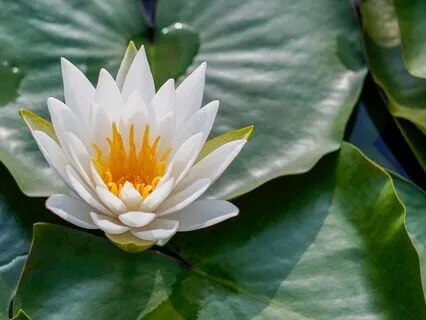 A Bedtime Reading Of The Heart Sutra: Mahāyāna Buddhism