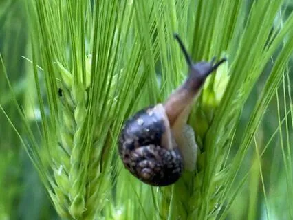A Blessed Year: Deep Calm with Korean Bamboo Flute (Korean)