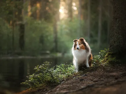 A Blessing For Our Pets