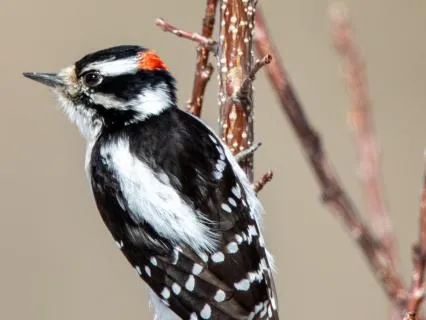Overwhelm Blessing | Woodpecker Spirit Animal