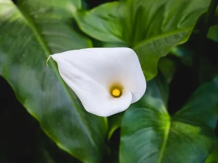 A Blessing For The Brokenhearted