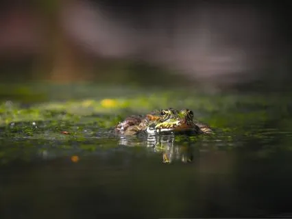 A Blessing From The Night Singers