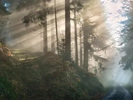 A Blessing From The Trees