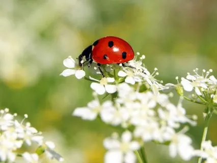 A Blessing Of Light And Renewal: Ladybug Medicine