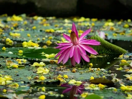 A Blessing To The Planet 