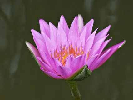 A Body Scan Inviting Presence