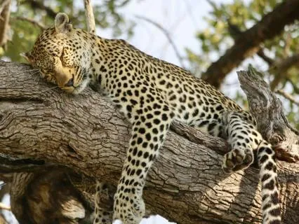 A Body-Scan To Sleep