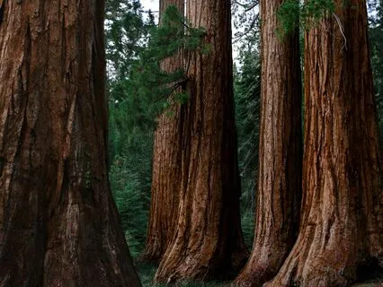 A Boy And A Tree | Sleep Story For All Ages