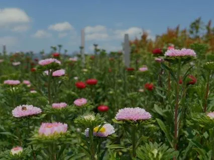 A Breath Of Fresh Air Through The Flower Fields