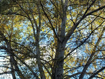 A Breezy Wildlight Afternoon Live Sound Meditation