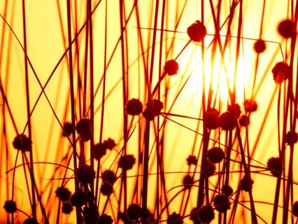 A Bright Beginning -The Summer Solstice