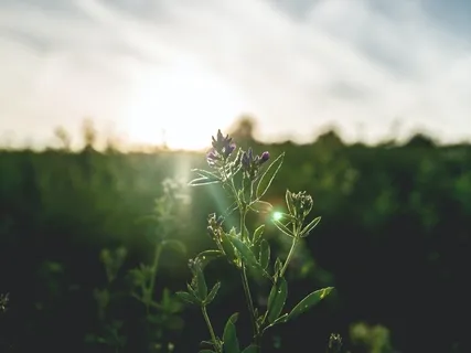A Buddhist Story About Letting Go