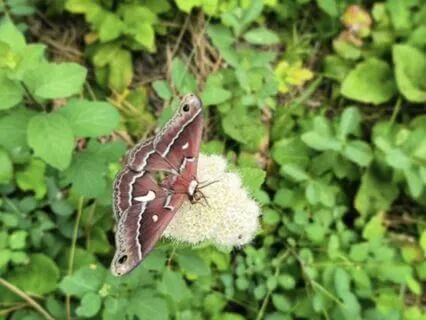 A Butterfly's Journey Through Depression