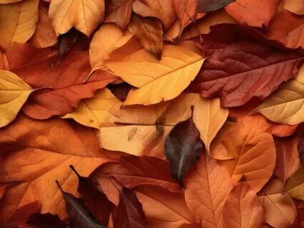 A Call To Align With Nature's Rhythms: A Message From Gaia