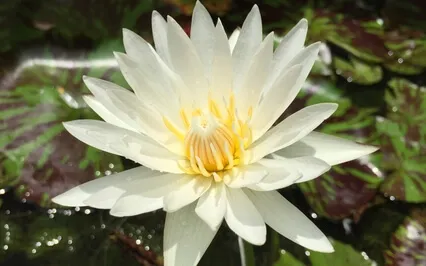 A Calm Mind A Serene Mind 