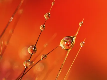 A Calming Meditation