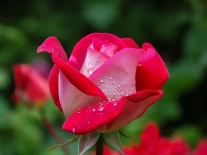 A Ceremony of Delight: Radiance Sutras Verse 34