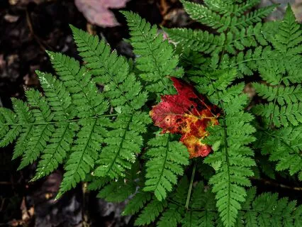 A Chakra Journey Through Sound