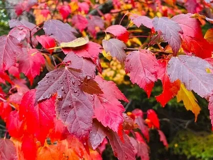 A Christian Mindful Walk 