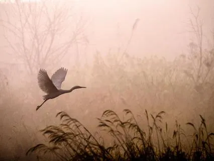 A Cleansing Visualization (+10 Mins Silence)