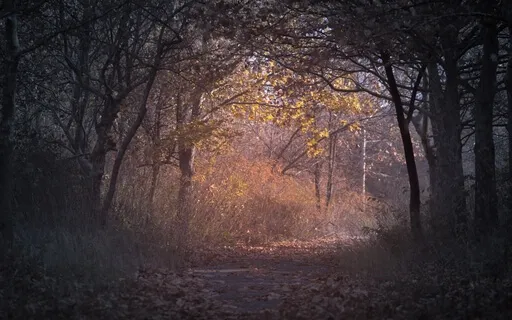 A Clearing In The Woods