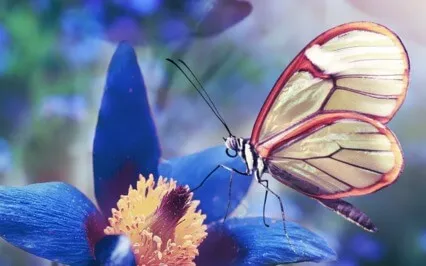 A Cloud Of Butterflies