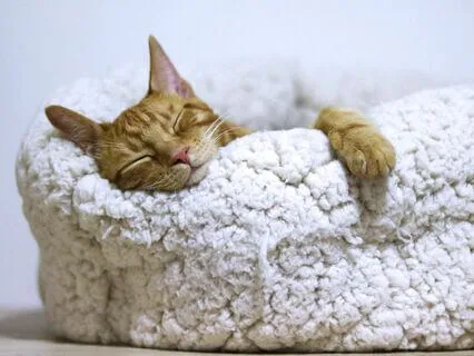 A Compassionate Body Scan For Deep Rest And Sleep