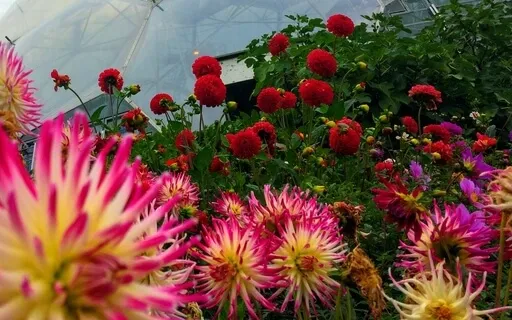 A Compassionate Companion