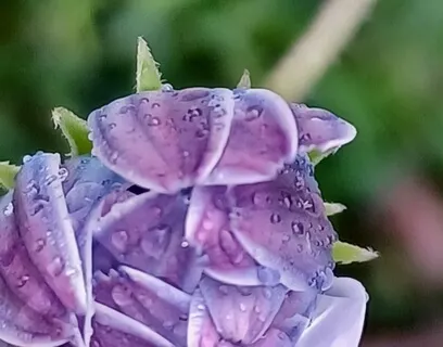 A Compassionate Embrace