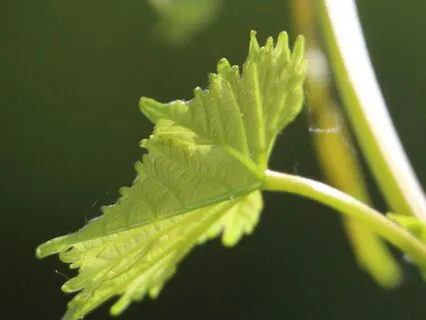 A Conversation With Your Body- A Meditation