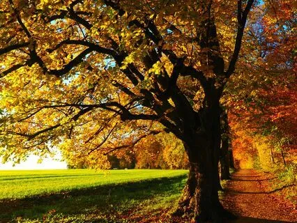 A Day in the Meadow (Guitar and Cello)